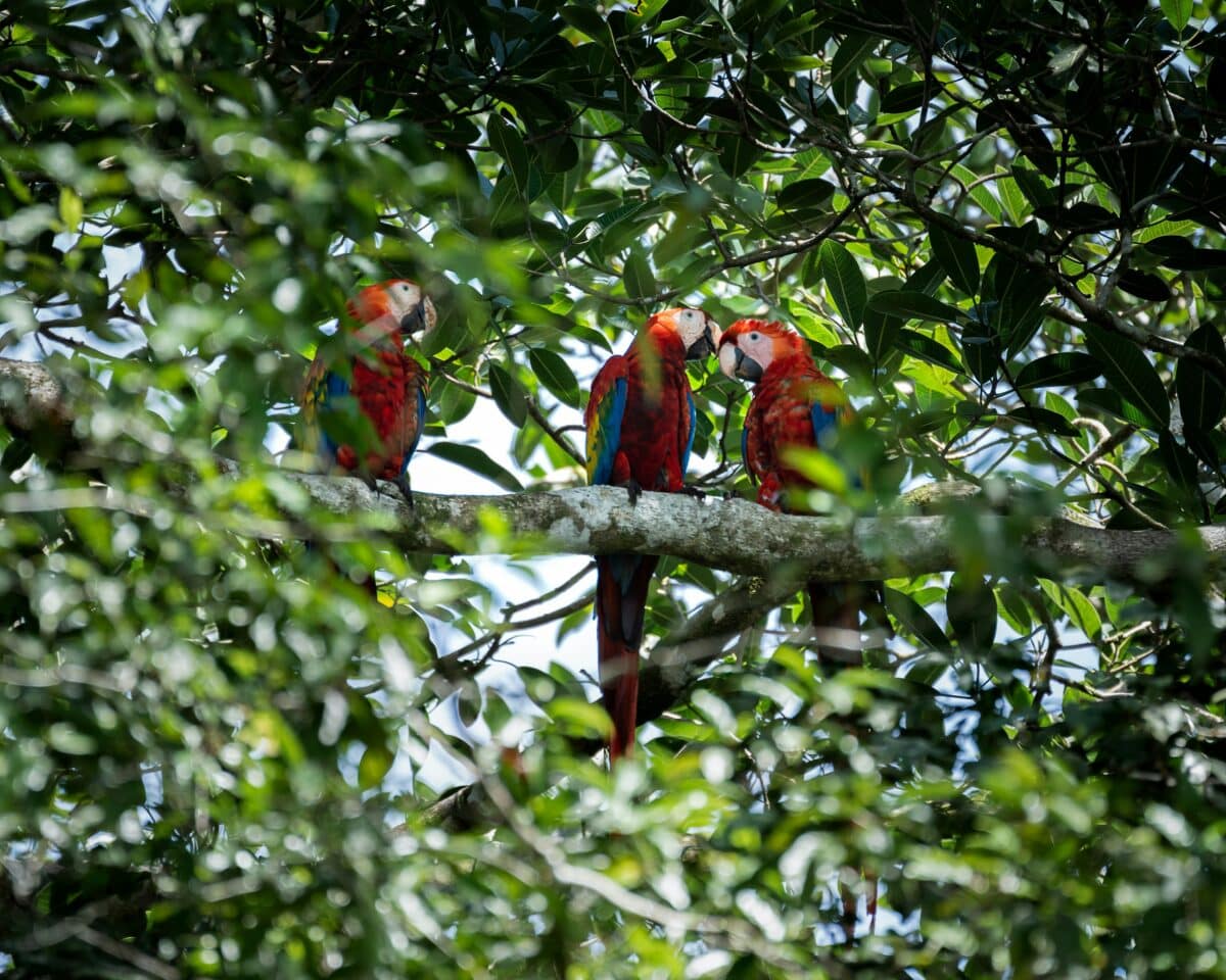 Effective Strategies to Combat Illegal Wildlife Trade