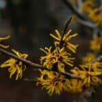 Transform Your Skincare Routine with Witch Hazel