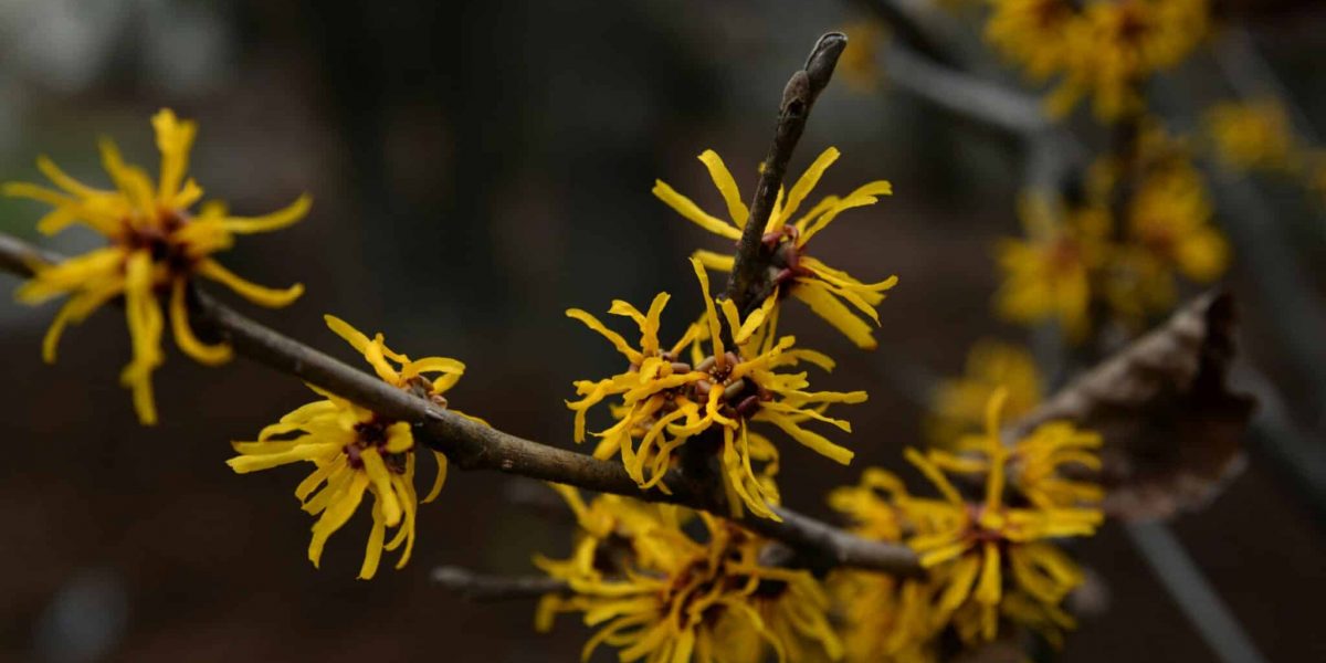 Transform Your Skincare Routine with Witch Hazel